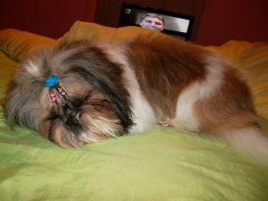 Monta/Imperechere Mascul Rasa Shih Tzu