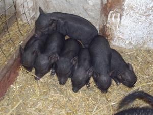 VAND PORCI VITNAMEZI