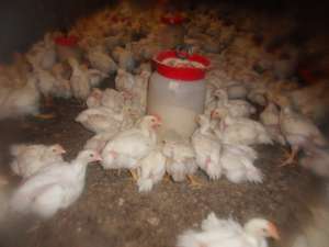 V�nd pui de o zi şi zburat CURCA , GĂINĂ,  BIBILICĂ