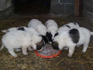 Vand Catei Carpatin de Bucovina