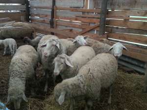 oi merinos