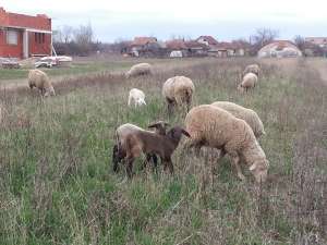 oi merinos