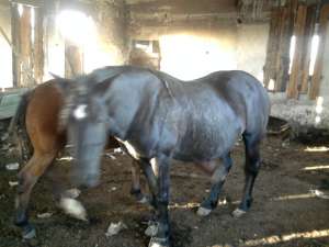 vand iapa urgent