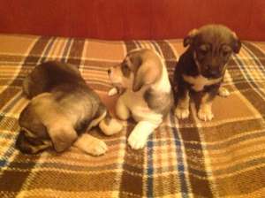 3 cateluse dragute pentru adoptie