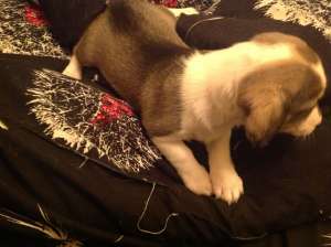 3 cateluse dragute pentru adoptie