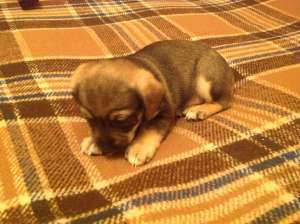 3 cateluse dragute pentru adoptie