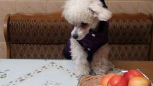 Caut femela Bichon Bolognese pentru imperechere !!