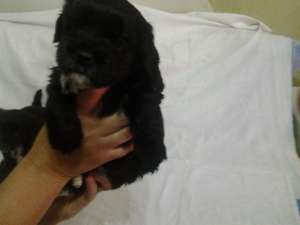 vand bichon havanez