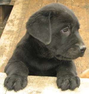Labrador Retiever - negrii