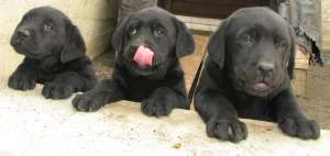 Labrador Retiever - negrii