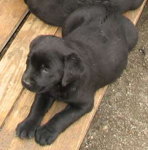 Labrador Retiever - negrii
