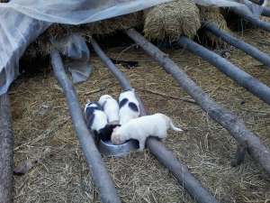 Vand (pui)ciobanesc de bucovina