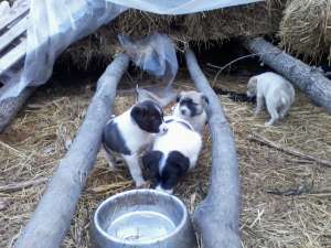 Vand (pui)ciobanesc de bucovina