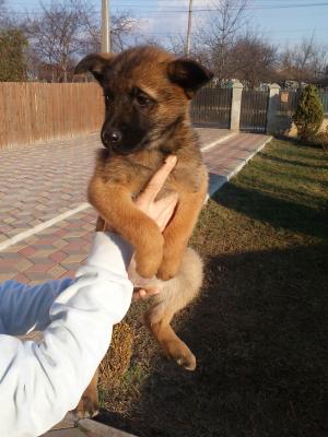 Vand pui belgian malinois