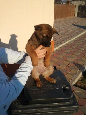 Vand pui belgian malinois