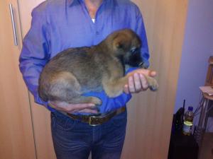 Vand pui belgian malinois