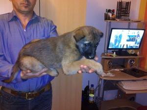 Vand pui belgian malinois