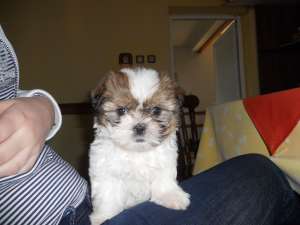 vand catei rasa shih tzu foarte dragalasi
