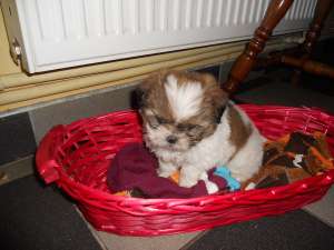 vand catei rasa shih tzu foarte dragalasi