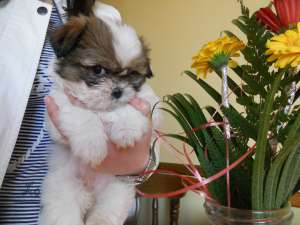 vand catei rasa shih tzu foarte dragalasi