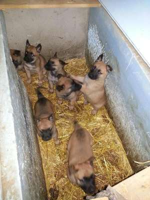 vand pui malinois