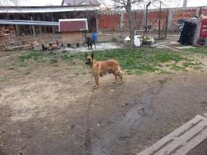 vand pui malinois