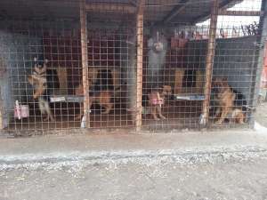 vand pui malinois