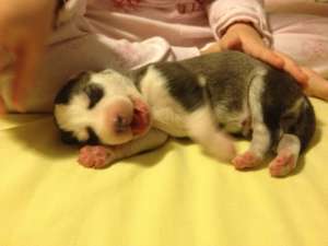 Husky