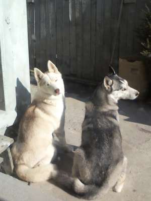 Husky