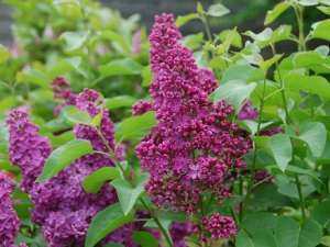 liliac cu radacina