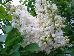 liliac cu radacina