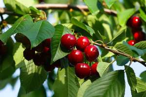ciresi de dulceata cu radacina