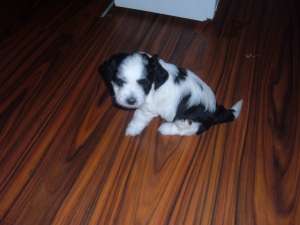 vand bichon havanese