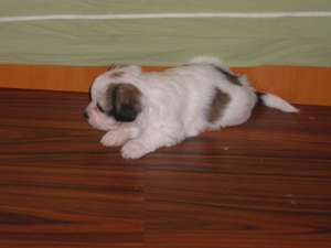 vand bichon havanese