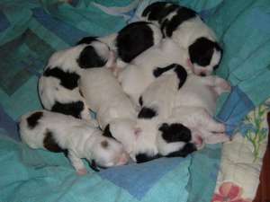 vand bichon havanese