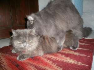 Motan persan pt monta