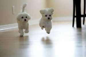 Bichon Maltese Toy,  Yorkshire Terrier Toy,  Mops/Pug