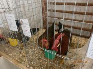oua incubatie gaini de rasa si pui