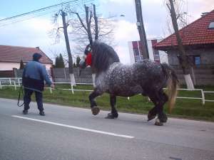 Armasar de monta rasa Ardenez
