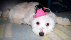 bichon femela caut partener