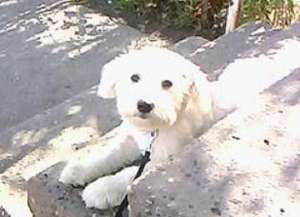 bichon femela caut partener