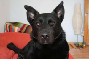 caut femela lup pentru imperechere