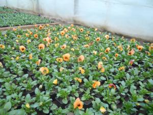 Flori de gradina calitate superioara