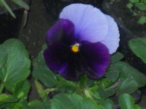 Flori de gradina calitate superioara