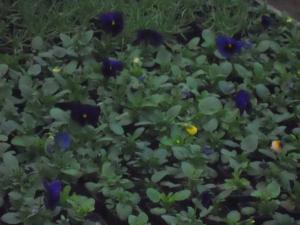 Flori de gradina calitate superioara