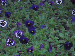 Flori de gradina calitate superioara