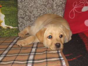 vand pui labradoretriever crem