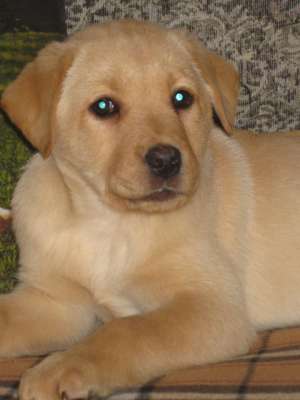 vand pui labradoretriever crem