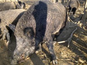 !!!PORCI MISTRET< PURCEI>SCROFITE>PUR!!!