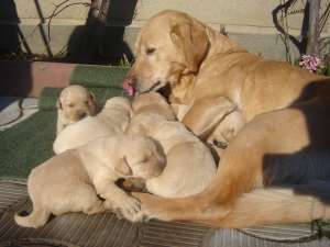 CATELUSI LABERADOR RETRIVER